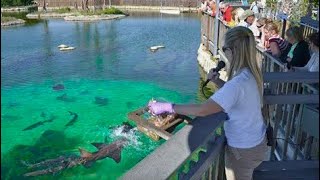 BIGGEST SALTWATER POND FEEDING [upl. by Ellohcin]