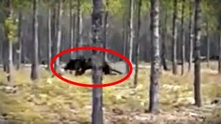 5 Mysterious Cryptid Videos Youve Never Seen [upl. by Enaols]