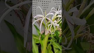 文殊蘭 科別石蒜科品名： 文殊蘭學名：Crinum asiaticum文殊菩薩文殊蘭VID20240610144818 [upl. by Orelee]