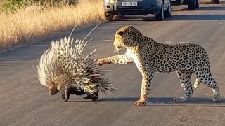 Hungry Leopard Gets Defeated By Prickly Porcupine [upl. by Alane]