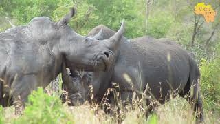 Rhinos Fighting To THE DEATH  Brutal encounter [upl. by Gaspar]