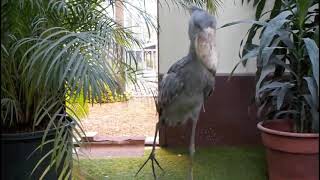 Shoebill stork clattering sounds like machine guun Japan Matsue Vogel Park [upl. by Eirol779]