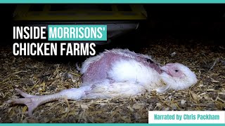 Investigation Morrisons chickens filmed deformed and dying  Narrated by Chris Packham [upl. by Ellitnahc875]