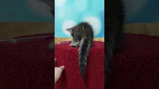 Mojo Black Mackerel Tabby Maine Coon Male Kitten Available Now  Cat Video  Purebred Kitties [upl. by Nirel]