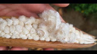 HOW TO MAKE AN ALLNATURAL PREMIUM PILLOW  Kapok  SilkCotton Tree  Kapas  Kapasanglay [upl. by Askari]