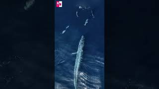 ⚠️ खतरनाक whale मछली 😮 🦈 shortvideo factsvideo facts [upl. by Hulen739]