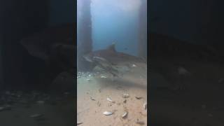 Natural chum cycle for tiger sharks okaloosaislandpier tigersharks insta360 insta360 [upl. by Belicia]