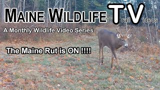 Maine Whitetail Rut is ON  Big Bucks  Maine Wildlife Trail Video [upl. by Horatio76]