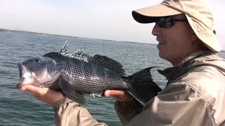 Jigging with the New Bucktail FlexiJigs to Catch Sea Bass Tautog Scup and Bluefish [upl. by Adnil]