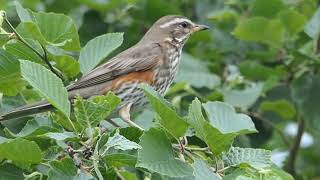 Vogelen Noorwegen Kramsvogel koperwiek beflijster Norway fieldfare redwing ring ouzel N3 [upl. by Rebme58]