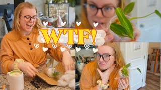 The RAREST Indoor Plant ♥ Wishlist Houseplant Haul amp Unboxing Spiritus Sancti Seed Grown Not TC [upl. by Eiahpets]