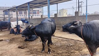 Reshma dairy farm live 🔴 [upl. by Anirret]