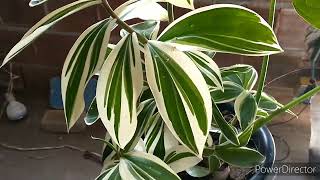 Costus arabicus planta variegata linda e de fácil cultivo [upl. by Isobel]