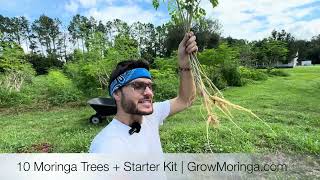 Jumpstart Your Farm with 10 Moringa Trees  Starter Kit Fertilizer amp Instructions [upl. by Matheny]