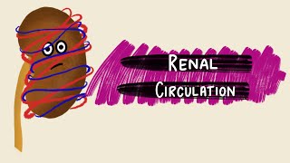 Renal Circulation  Renal Blood Flow  Renal Autoregulation  Renal Physiology [upl. by Eekram]