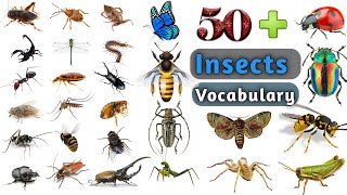 Insects Vocabulary In English ll 50  Insects amp Bugs Name In English With Pictures [upl. by Mariele]