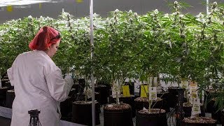 Cannabis stocks dominate Canadian trading [upl. by Tikna]