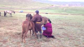 Mongolian woman milks a mare [upl. by Aliam141]