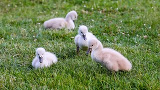 Das SchwanenkükenQuartett  Am Seeufer  The Cygnets Quartet  at the lakeshore  Freiburg i Br [upl. by Sclater]