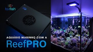 Um Ano de Aquário Marinho com Luminária ForFish ReefPRO [upl. by Airotkciv]