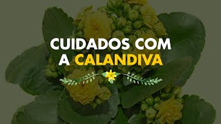 Cuidados com a Calandiva [upl. by Nylorac]