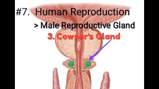 7 Bulbourethral Gland Ch  3 Human Reproduction ll ClassXII [upl. by Lirret]