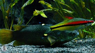 Fishes Personality  Denison Barb Biotope Aquarium [upl. by Vaish]