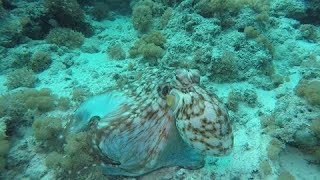 Octopus shows off mindblowing camouflaging techniques [upl. by Clevey]