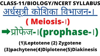 कक्षा11अर्धसूत्री विभाजन।meiosis।प्रोफेज।prophase। एवं इसकी अलगअलग अवस्थाएं [upl. by Ojahtnamas]