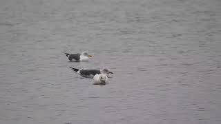 Iceland Gull  Edgbaston reservoir 25Jan2022 [upl. by Tobiah]