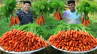 100 kg CARROT HALWA  Simple and Delicious Gajar Ka Halwa Recipe  Making In Our Village [upl. by Josselyn438]