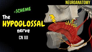 CN 12 Hypoglossal Nerve EASY Scheme  Animation [upl. by Lezti288]