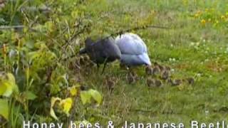 Guinea Birds aka Guinea Fowl a Recipe for Success with 26 Keets on Free Range [upl. by Melicent351]