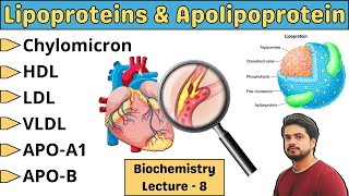 Lipoprotein and Apolipoprotein  Lipids  Biochemistry lecture in Hindi [upl. by Asnarepse]