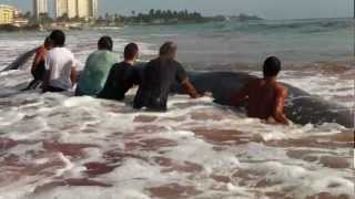 Ballena varada en playa de Luquillo Puerto Rico [upl. by Li]