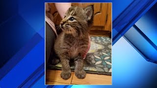 Familys new kitten turns out to be a bobcat [upl. by Dever235]