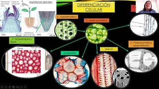 Clase 1 Introducción a propagación vegetativa [upl. by Nnewg]