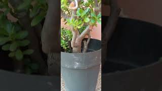 crassula نبات الكرسولة يجلب الطاقة الايجابية للبيتshortvideo plantable gardening nature [upl. by Dominique]