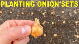 Planting Onion Bulbs A Complete Guide From Start To Finish [upl. by Marie-Ann]