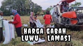 Harga gabah di Luwu  Lamasi 1 kg  Rp 6500  1 November 2023 [upl. by Ashti341]