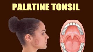 Palatine tonsil medicalstudent palatine tonsil anatomy [upl. by Skill]