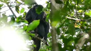 Bugiopreto Alouatta caraya vocalizando [upl. by Cuhp]