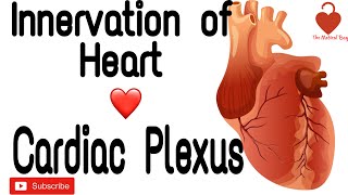 Innervation of HeartAnatomy Part 1  Cardiac Plexus [upl. by Alleahcim309]