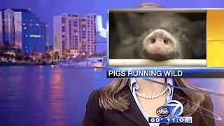 Funniest Animals News Bloopers 📹 Funny Pets [upl. by Jary]