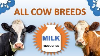 All Cow Breeds Based on Milk Production  Lowest to Highest  Cattle Breeds [upl. by Annek]