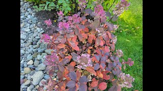 Stunning plants for fall interest  The Restless Gardener [upl. by Chapland]