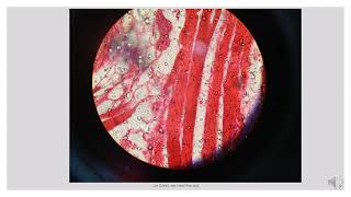 Histology Slides Series Episode 3  Muscles [upl. by Teeter]