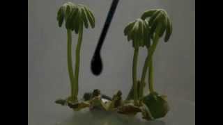 Marchantia polymopha [upl. by Zurciram]