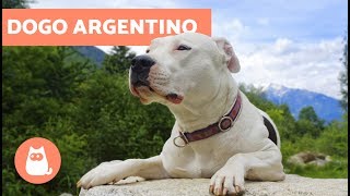 Dogo argentino  Características y adiestramiento [upl. by Amairam]