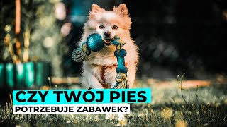 Czy TWÓJ PIES potrzebuje zabawek [upl. by Hajin]